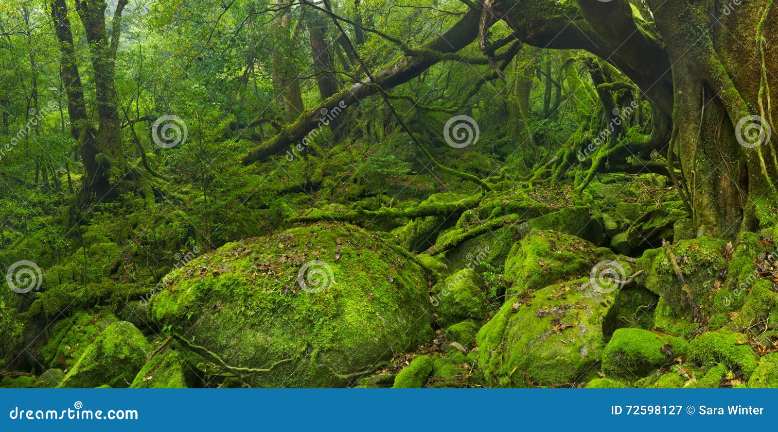 lush rainforest along shiratani unsuikyo trail on yakushima